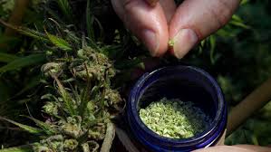 CBD Oil side effects