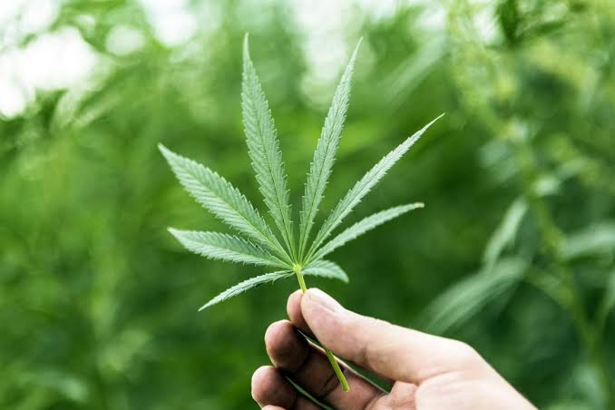 Cannabinoids